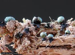 Attēlu rezultāti vaicājumam “Lamproderma elasticum”