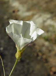 Attēlu rezultāti vaicājumam “Calystegia inflata flower”