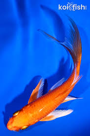 Image result for Cyprinus rubrofuscus