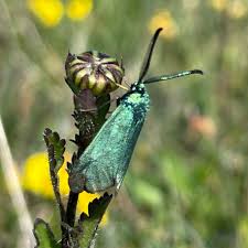 Attēlu rezultāti vaicājumam “Adscita statices”