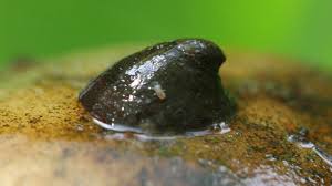 Attēlu rezultāti vaicājumam “Ancylus fluviatilis”