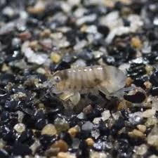 Attēlu rezultāti vaicājumam “Talitrus saltator”