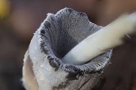 Attēlu rezultāti vaicājumam “Ophiotheca chrysosperma macro”