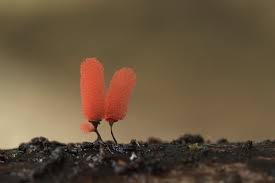 Attēlu rezultāti vaicājumam “Arcyria denudata young”