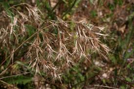 Attēlu rezultāti vaicājumam “Anisantha tectorum”