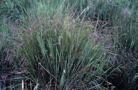 Attēlu rezultāti vaicājumam “Glyceria striata”