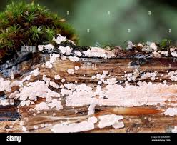 Attēlu rezultāti vaicājumam “Corticium roseum”