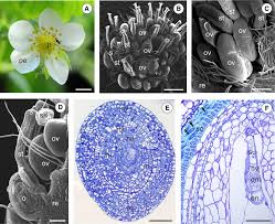 Attēlu rezultāti vaicājumam “Fragaria x ananassa flower”