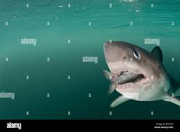 Image result for Lamna ditropis