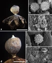 Attēlu rezultāti vaicājumam “Geastrum minimum”