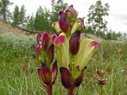 Attēlu rezultāti vaicājumam “Pedicularis sceptrum-carolinum leaf”