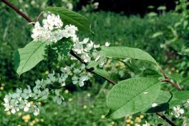 Attēlu rezultāti vaicājumam “Padus avium leaf”
