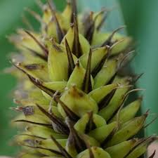 Attēlu rezultāti vaicājumam “Carex acutiformis leaf”