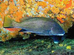 Image result for Sciaena umbra