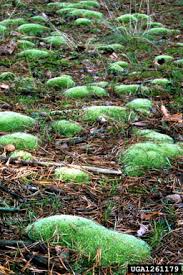 Attēlu rezultāti vaicājumam “Dicranales”