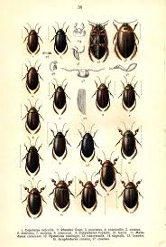 Attēlu rezultāti vaicājumam “Colymbetes paykulli”