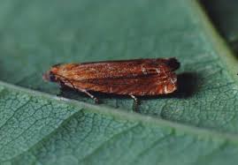 Attēlu rezultāti vaicājumam “Lathronympha strigana”