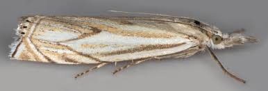 Attēlu rezultāti vaicājumam “Crambus lathoniellus”