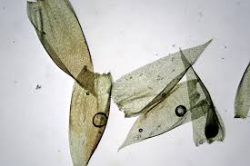 Attēlu rezultāti vaicājumam “Taxiphyllum wissgrillii”