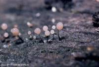 Attēlu rezultāti vaicājumam “Comatricha laxa macro”