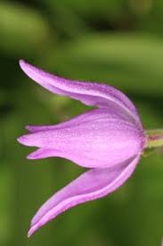 Attēlu rezultāti vaicājumam “Cephalanthera rubra bud”