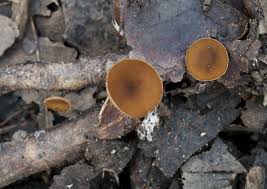 Attēlu rezultāti vaicājumam “Rutstroemia firma”