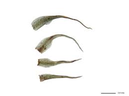 Attēlu rezultāti vaicājumam “Dicranella cerviculata”