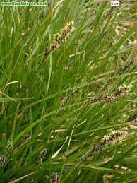 Attēlu rezultāti vaicājumam “Carex paniculata”