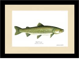 Image result for Salvelinus confluentus