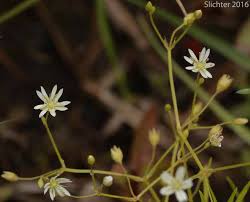 Attēlu rezultāti vaicājumam “Stellaria longifolia flower”