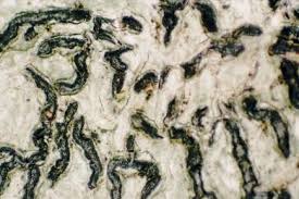 Attēlu rezultāti vaicājumam “Graphis scripta”