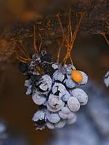 Attēlu rezultāti vaicājumam “Badhamia affinis spores”