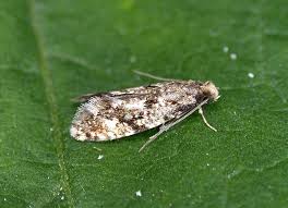 Attēlu rezultāti vaicājumam “Nemapogon cloacella”