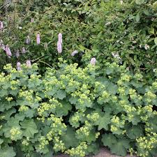 Image result for Frauenmantel