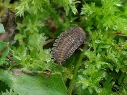 Attēlu rezultāti vaicājumam “Silpha obscura larva”