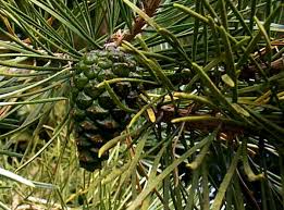 Attēlu rezultāti vaicājumam “Pinus sylvestris fruit”