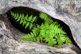 Attēlu rezultāti vaicājumam “Cystopteris fragilis”