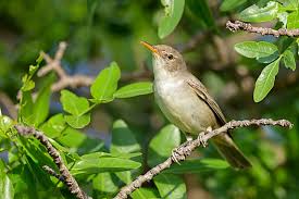 Image result for Hippolais olivetorum