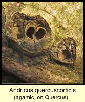 Attēlu rezultāti vaicājumam “Andricus quercuscorticis”