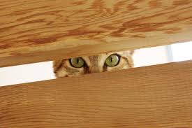 Image result for invisible cat