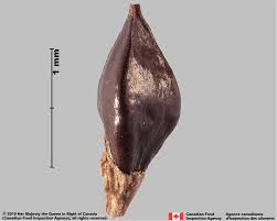 Attēlu rezultāti vaicājumam “Reynoutria sachalinensis fruit”