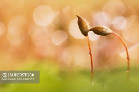 Attēlu rezultāti vaicājumam “Polytrichum piliferum sporophyte”