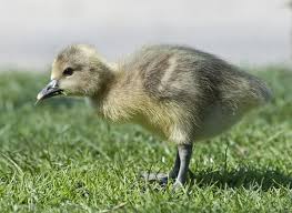 Attēlu rezultāti vaicājumam “Anser anser juvenile”