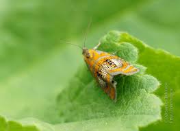 Attēlu rezultāti vaicājumam “Olethreutes arcuella”