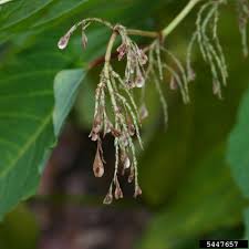 Attēlu rezultāti vaicājumam “Reynoutria sachalinensis fruit”