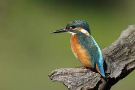 Attēlu rezultāti vaicājumam “Alcedo atthis adult”