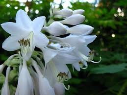 Attēlu rezultāti vaicājumam “Hosta sp. flower”