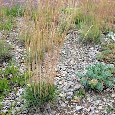 Attēlu rezultāti vaicājumam “Koeleria glauca”