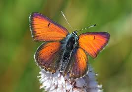 Attēlu rezultāti vaicājumam “Lycaena hippothoe male”