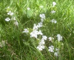 Attēlu rezultāti vaicājumam “Glechoma hederacea flower”